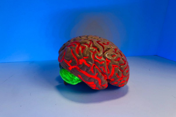 brain stem toys
